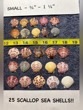 25 Sanibel Island Scallop Shells! Small Sz Assorted
Collection in multi colors.